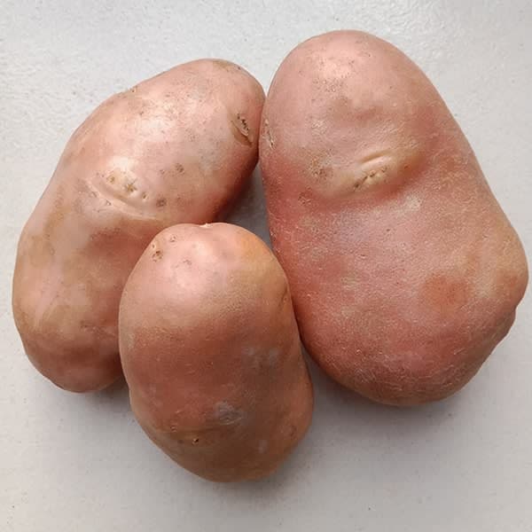 Red Potato Cardinal (কার্ডিনাল লাল আলু )