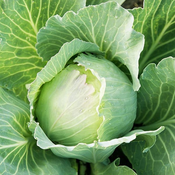 Cabbage 1pcs