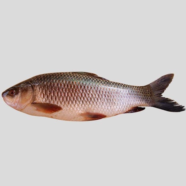 Rui Fish 1pcs (1Kg)