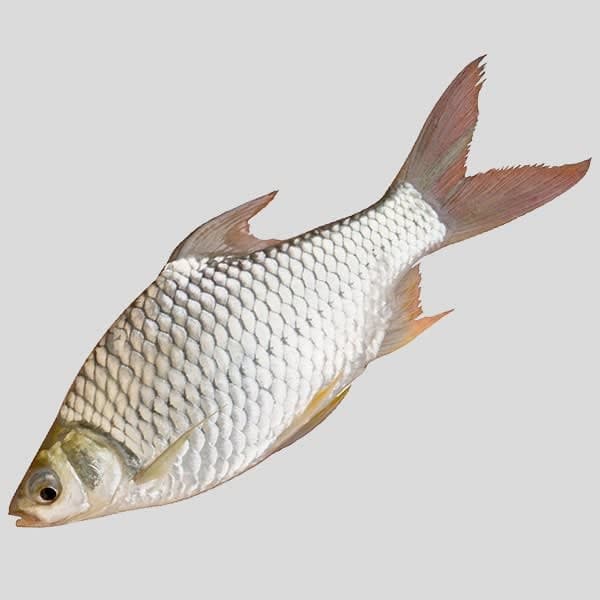 Sarputi Fish