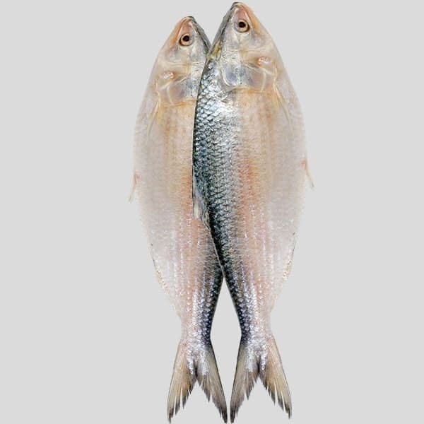 Hilsha Fish 2pcs