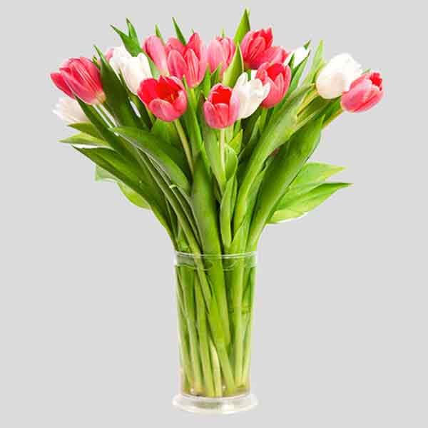 Tulip Flower White & Red